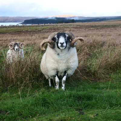 GSAB sheep solo 400 x 400 GSAB sheep solo 400 x 400