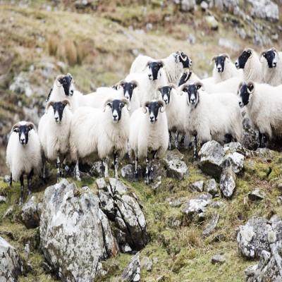 Biosphere Blackface Sheep 400 x 400 Biosphere Blackface Sheep 400 x 400