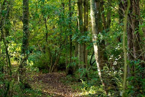 Image representing Half Day Family Outdoor Learning Experience - Fullarton Woods